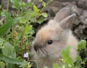 Kaninchenbaby im Garten