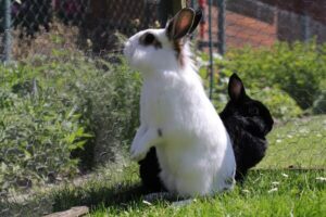 Woher bekommt man Kaninchen: Tierschutz