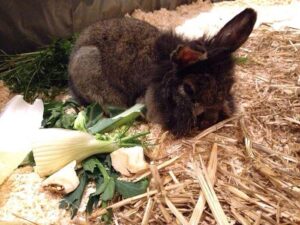 Woher bekommt man Kaninchen: Zoohandlung