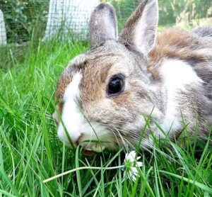 Kaninchen im Garten der Urlaubsbetreuung