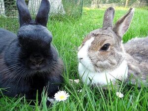 Urlaubsplanung mit zwei Kaninchen