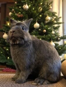 Kaninchen unter dem Weihnachtsbaum