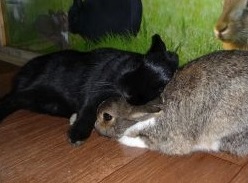 Kaninchen kuscheln zusammen