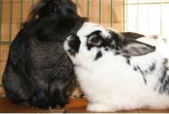 Kaninchen lieben sich