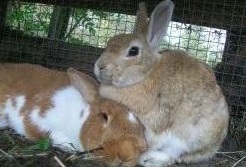 kuschelnde Kaninchen