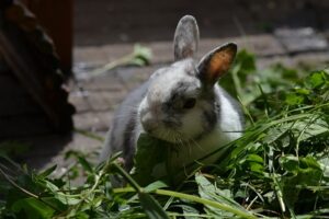 Kaninchen Wiese Hauptnahrung