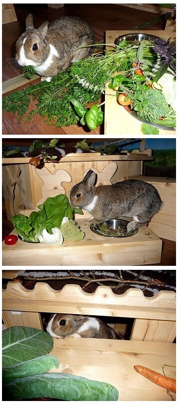 Kaninchenernährung Gemüse