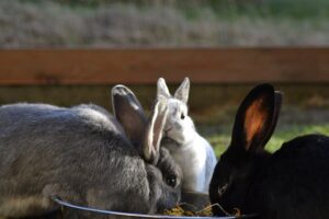 Kaninchen nach Vergesellschaftung