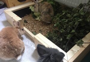 Durchführung einer Zusammenführung von Kaninchen