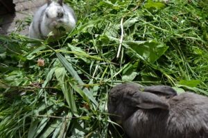 Kaninchenwiese wird gegessen