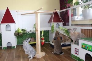 Wohnungshaltung von Kaninchen mit Futterbaum