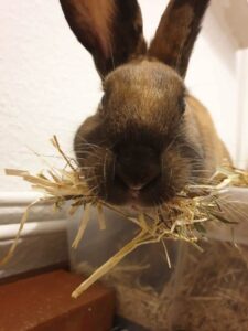 Kaninchen ist scheinschwanger mit Stroh im Mund
