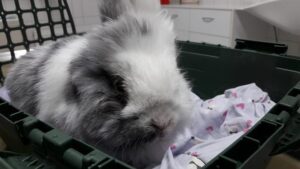 Kaninchen in Transportbox beim Tierarzt